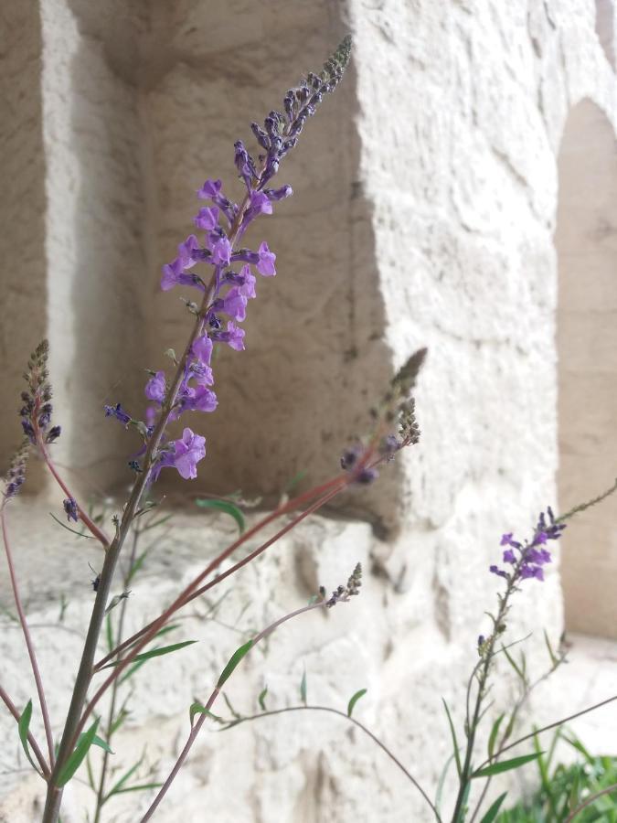 Trulli Di Puglia - Casa Vacanze In Valle D'Itria Martina Franca Buitenkant foto